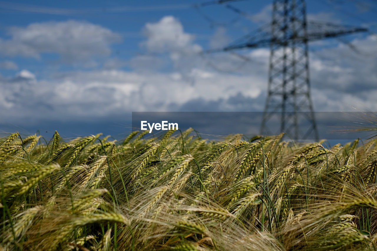 Plants growing on field against sky