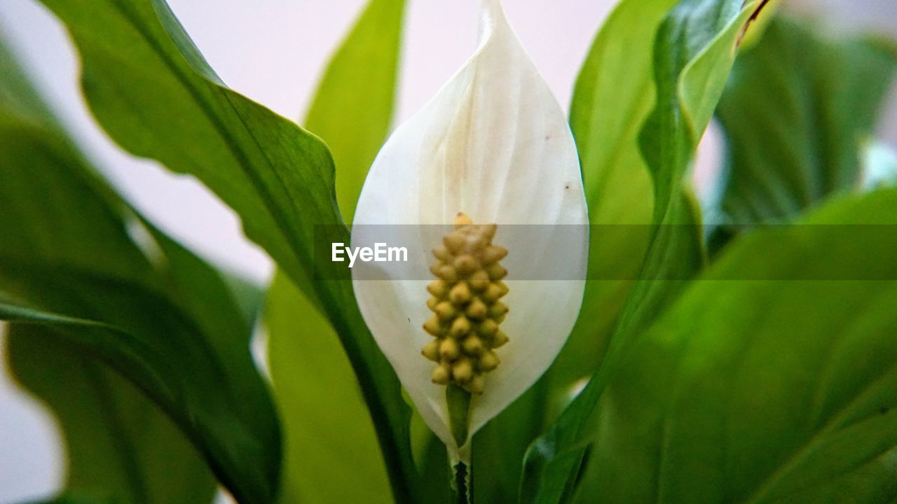 CLOSE-UP OF FRESH WHITE FLOWER WITH YELLOW PETALS