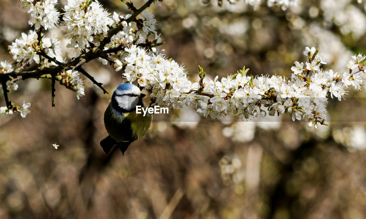 Cherry blossoms in spring