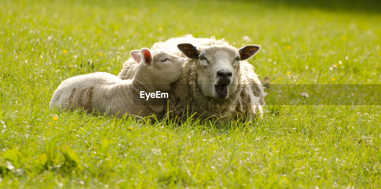 SHEEP LYING ON FIELD