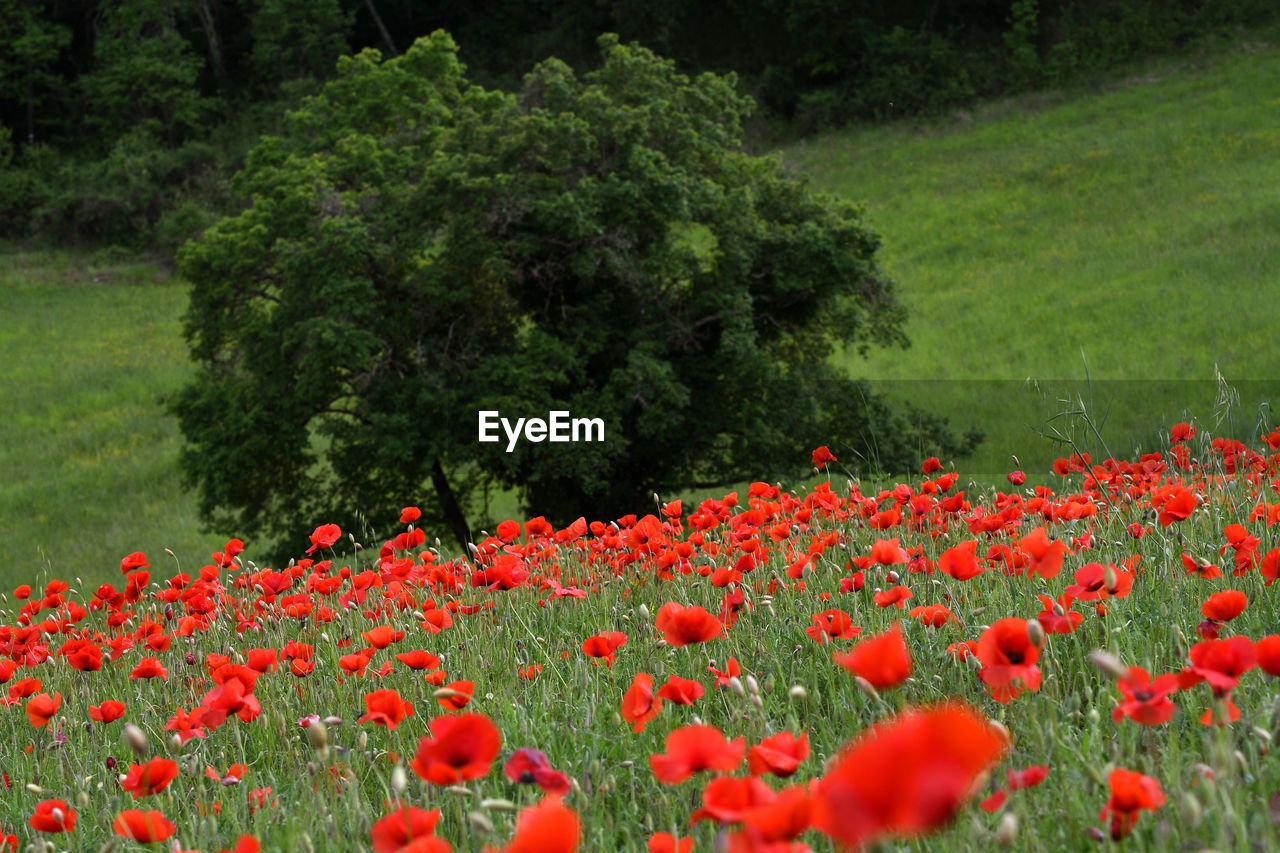 CLOSE-UP OF RED POPPIES ON FIELD