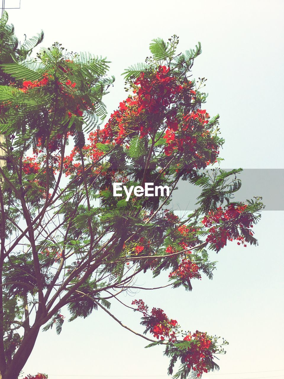 Close-up high section of flower tree against clear sky