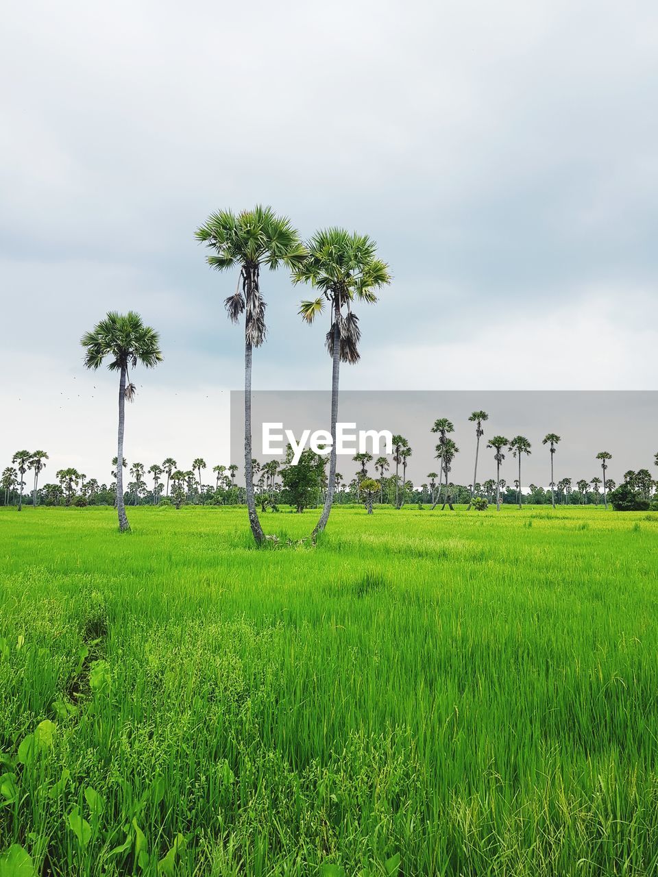 SCENIC VIEW OF PALM TREES ON FIELD