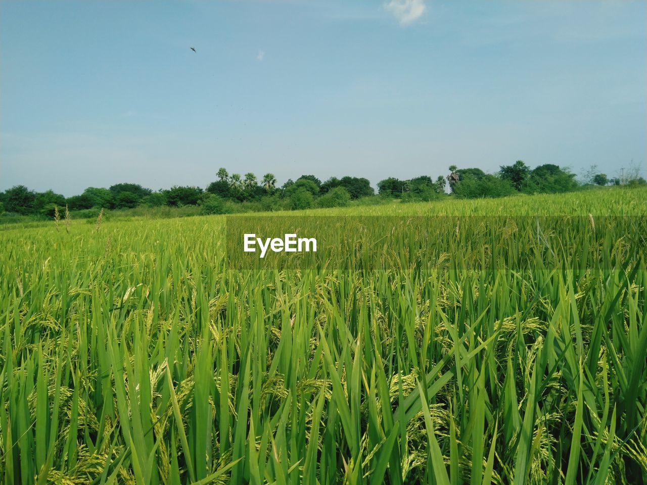 CROPS GROWING ON FIELD AGAINST SKY