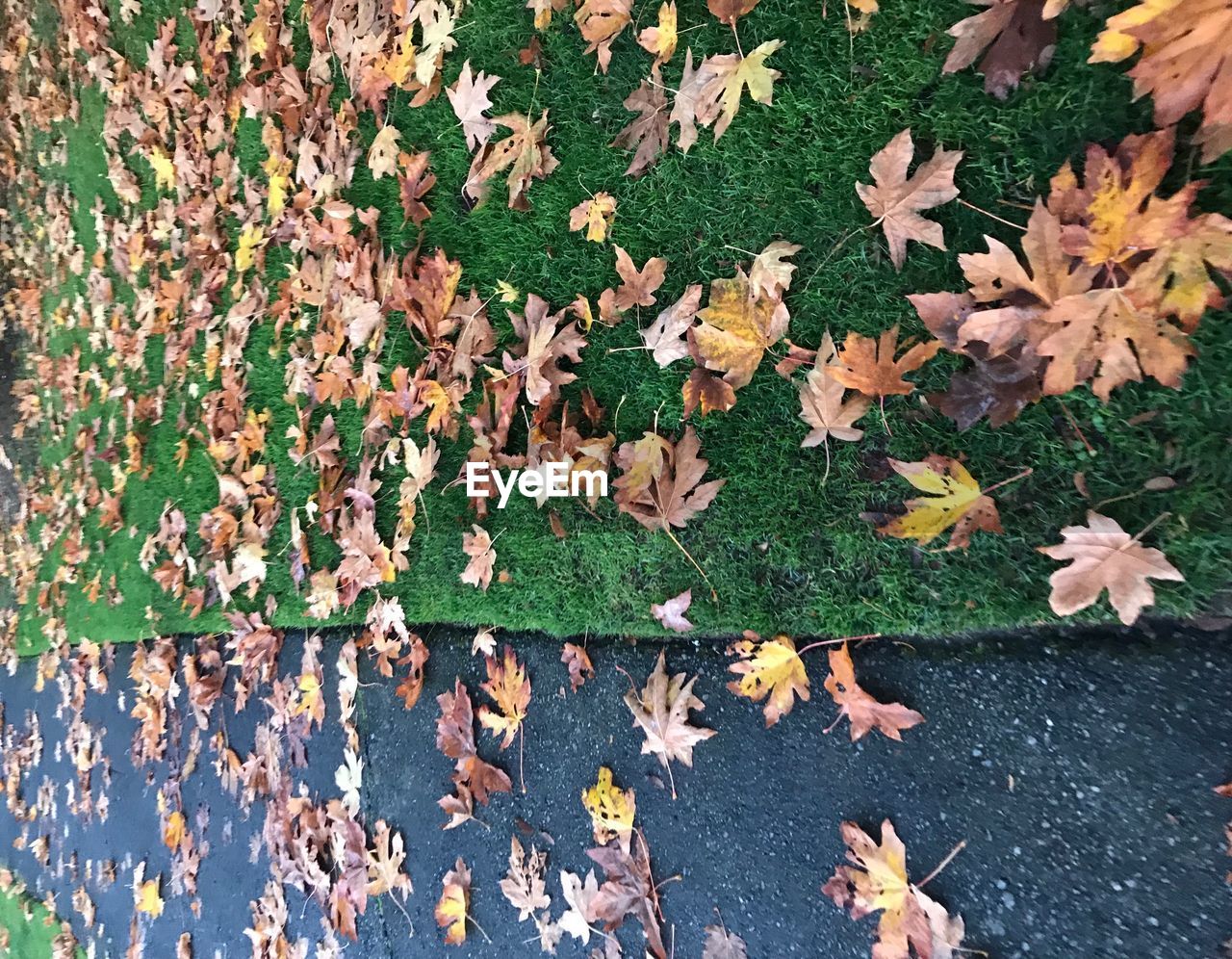 HIGH ANGLE VIEW OF MAPLE LEAVES FALLEN ON AUTUMN LEAF