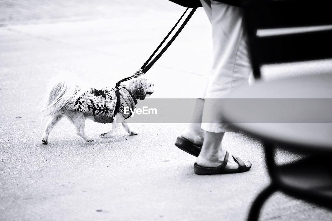 Low section of person walking with dog