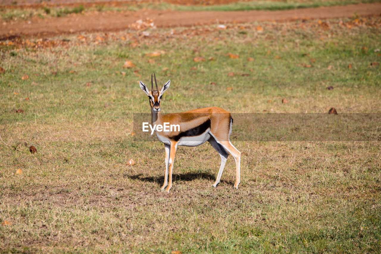 Side view of deer standing on field