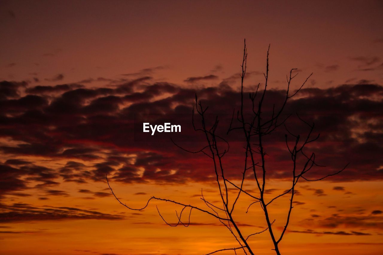 Silhouette plant against dramatic sky during sunset