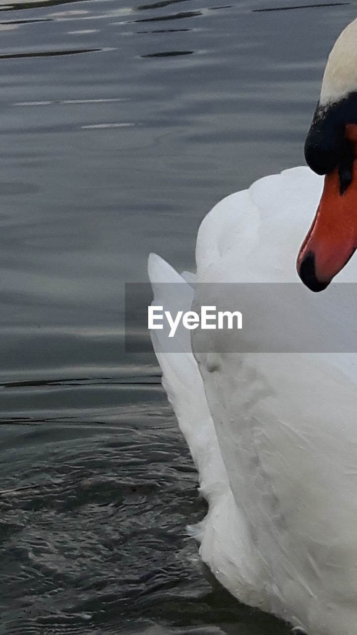 CLOSE-UP OF SWAN IN LAKE