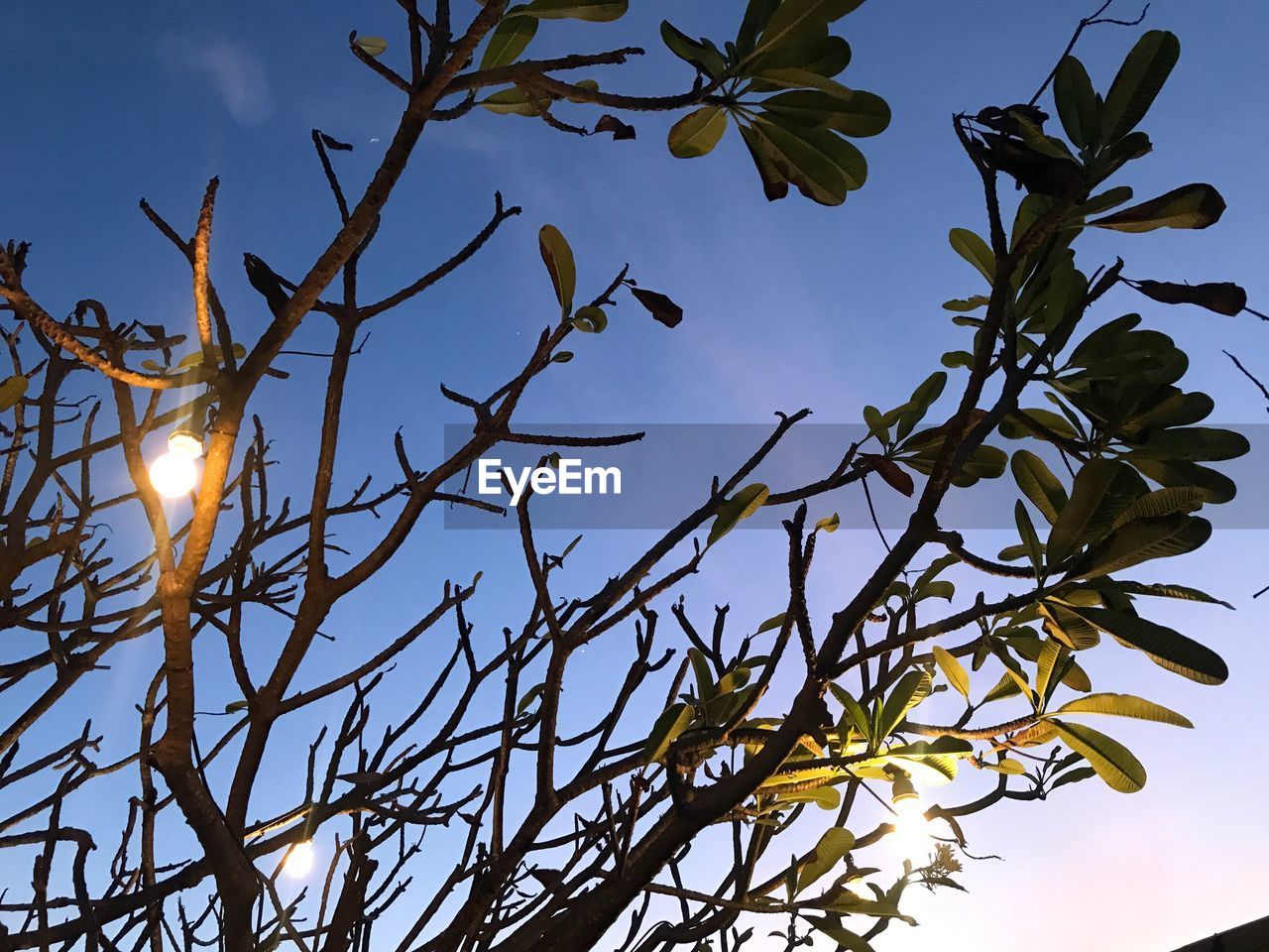 LOW ANGLE VIEW OF FLOWERING PLANT AGAINST CLEAR SKY