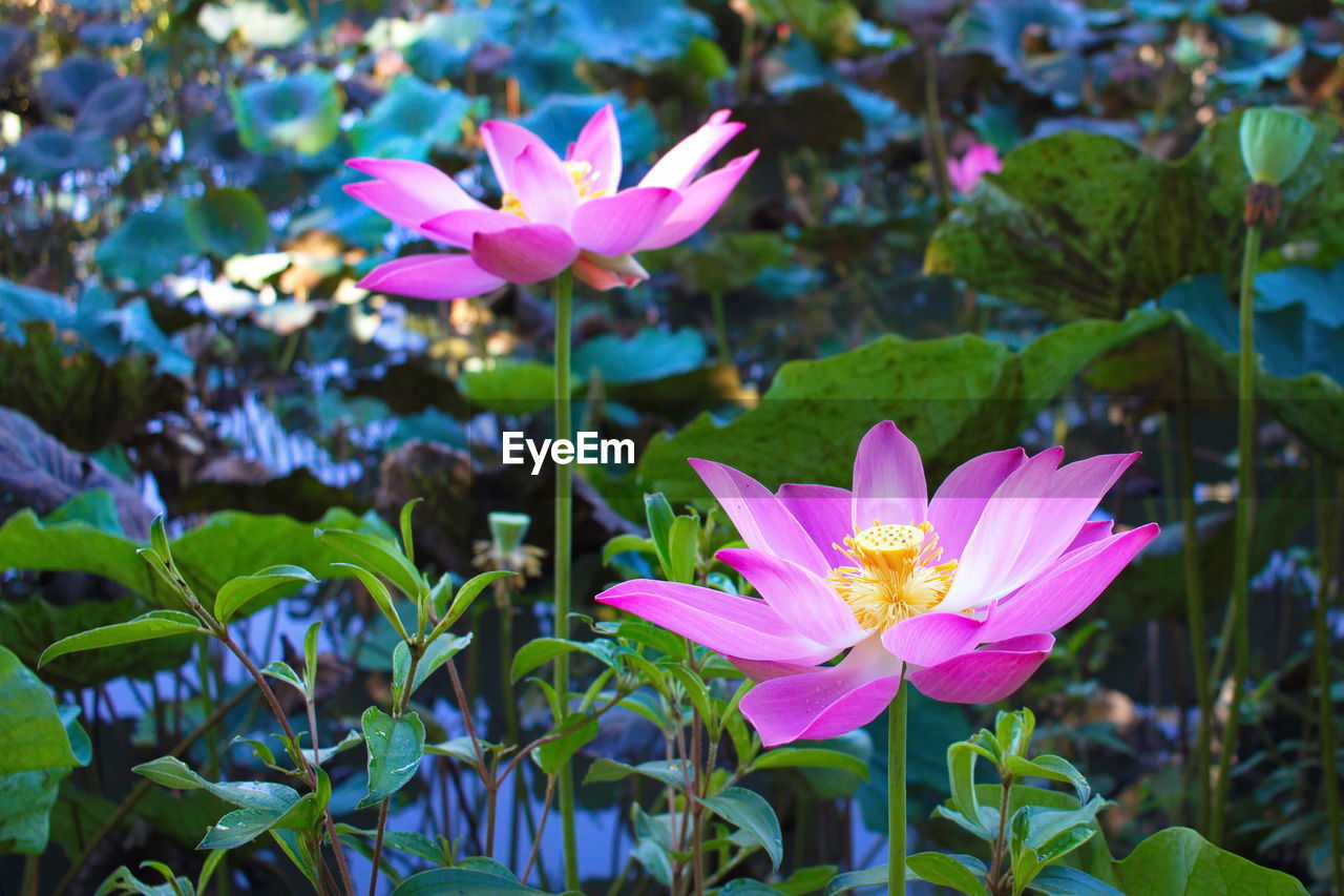 CLOSE-UP OF PINK LOTUS WATER LILY IN GARDEN