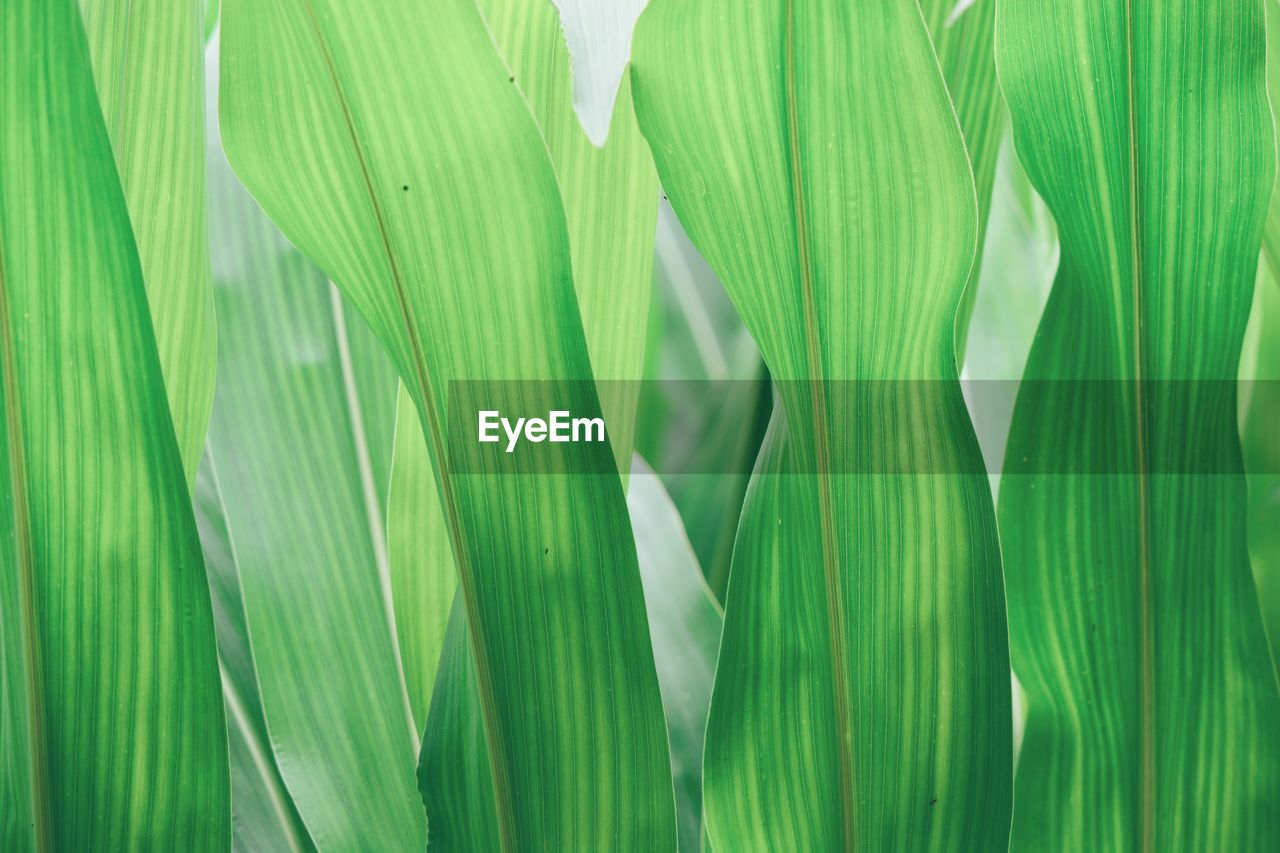 CLOSE-UP OF GREEN LEAVES