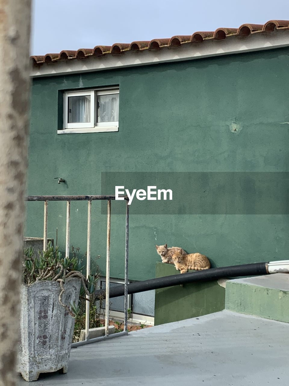 Cat looking at window of a building