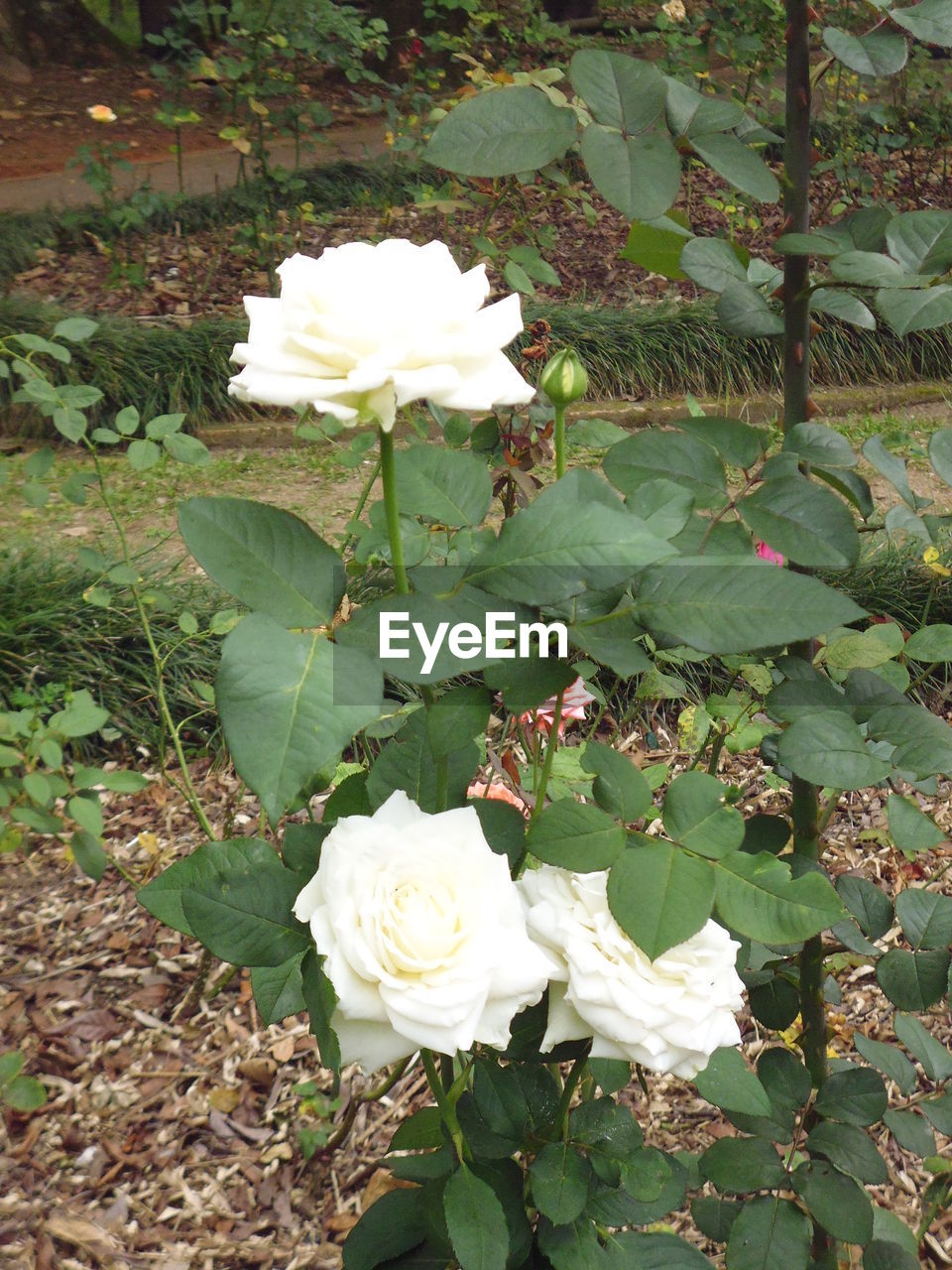 WHITE ROSE BLOOMING OUTDOORS