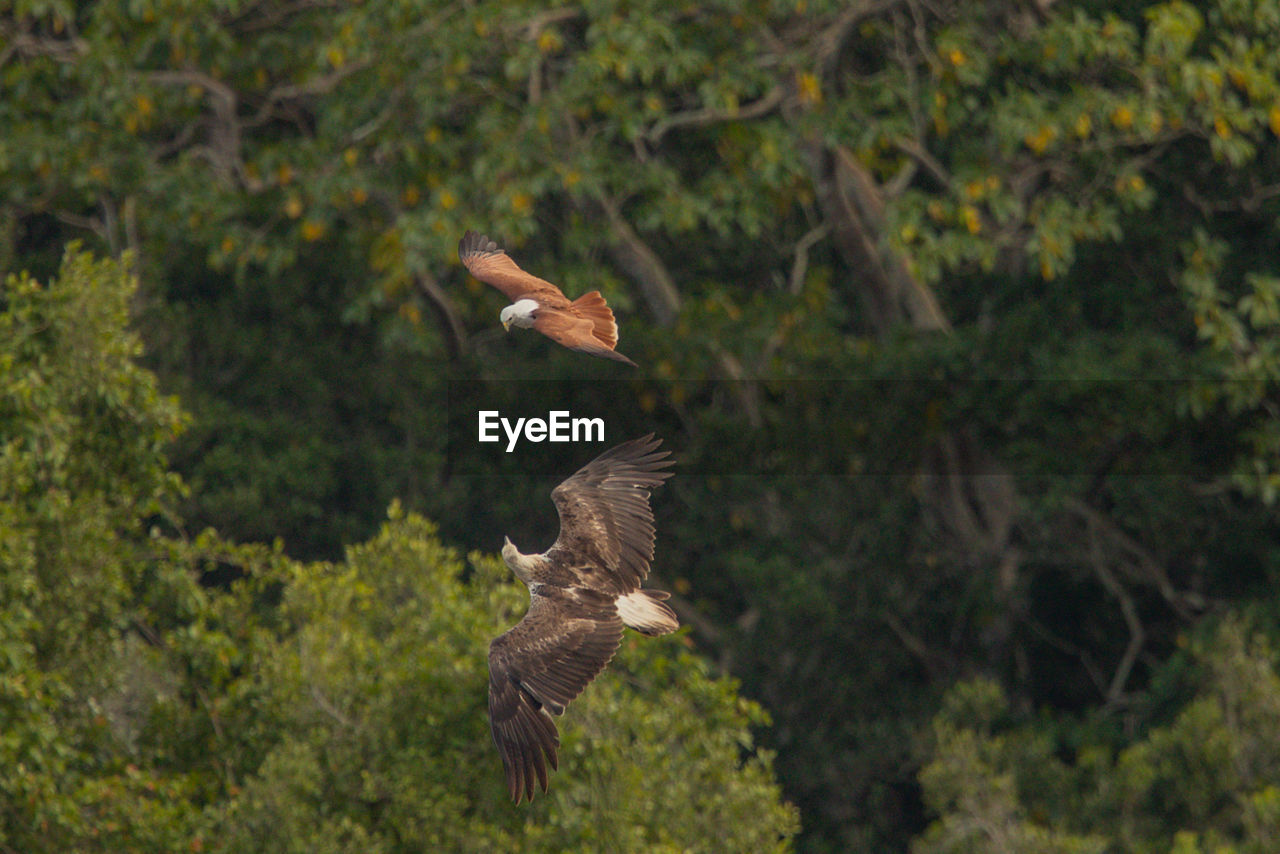 Brahminy kite and white-bellied sea eagle against trees in forest