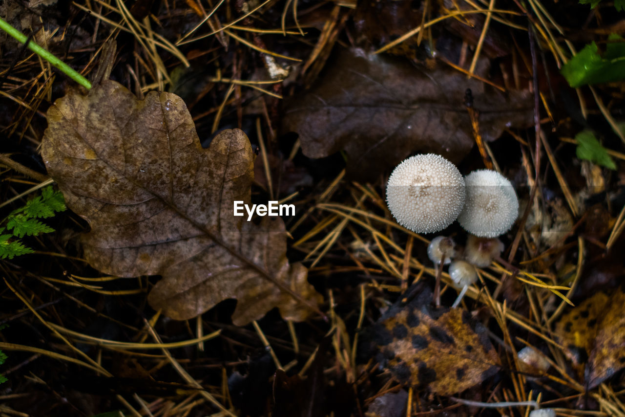 Close-up of mushrooms in autumn