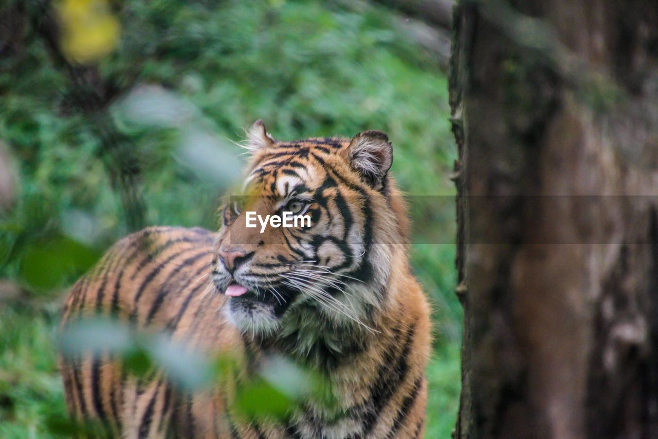 PORTRAIT OF A CAT IN ZOO