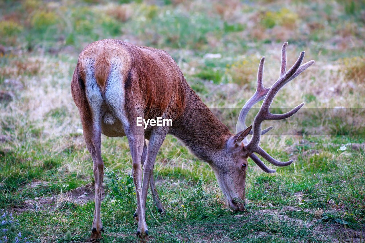 Deer in a field