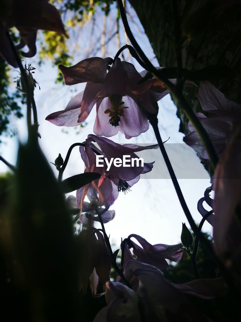 LOW ANGLE VIEW OF FLOWERS ON TREE