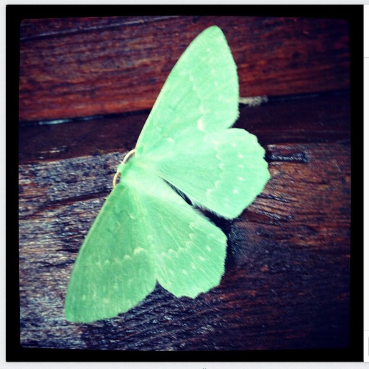 Close-up high angle view of butterfly