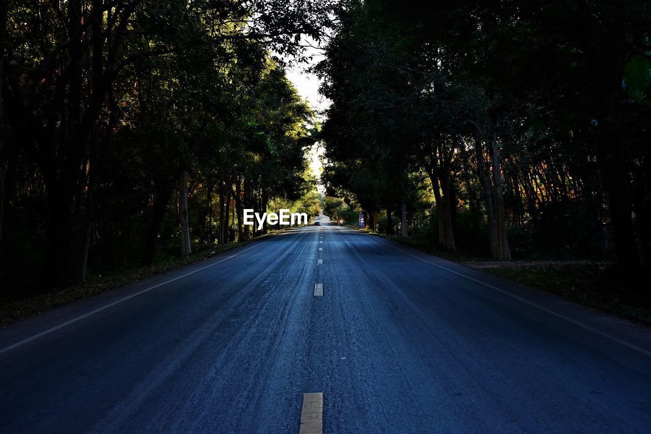 EMPTY ROAD IN FOREST