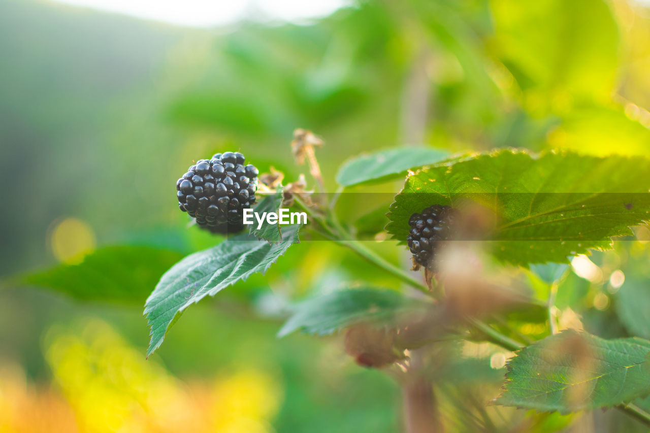 Ripe and unripe blackberries on the bush with selective focus. bunch of berries