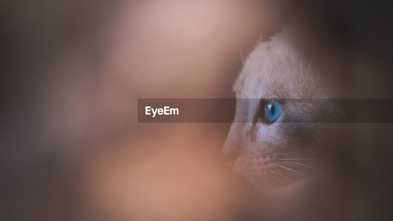 CLOSE-UP OF A CAT LOOKING AWAY