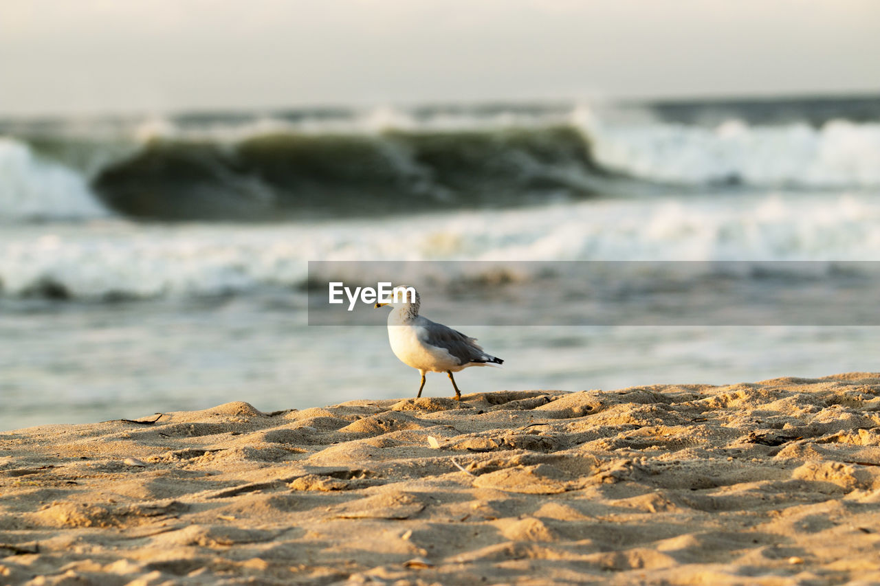 A seagull stands on the beach with large wave in the background,