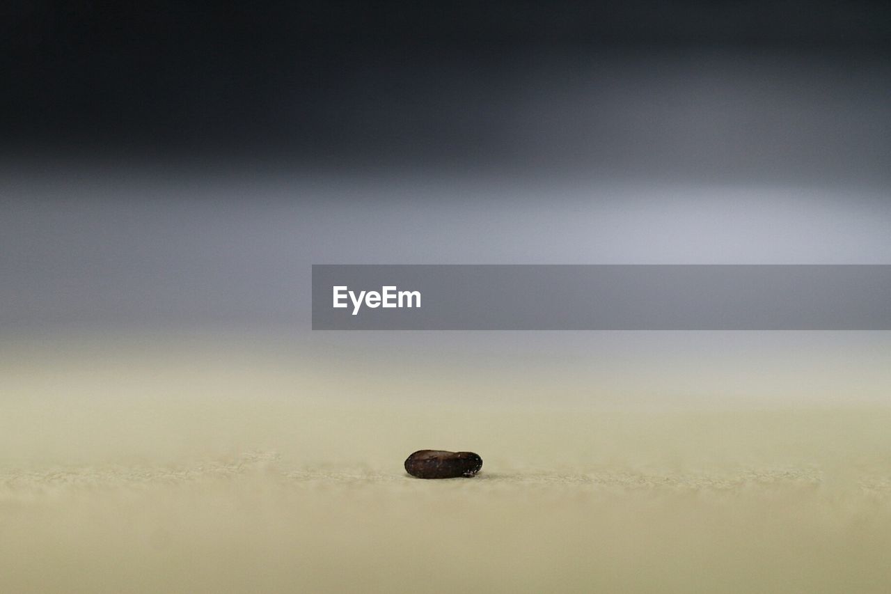 Close-up of earthworm on sand
