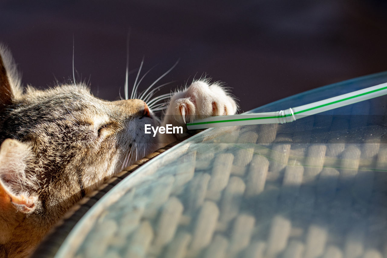 Tabby cat kitten playing and stretching to reach a straw with claws exposed