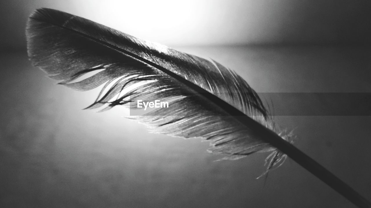 CLOSE-UP OF FEATHER AGAINST WALL