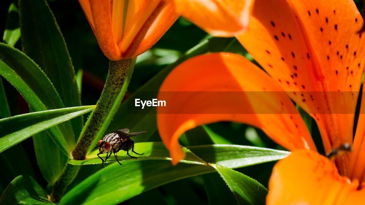 CLOSE-UP OF INSECT ON FLOWER