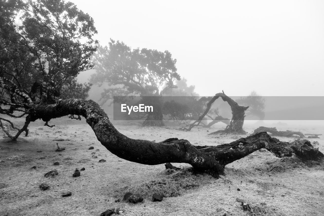 SIDE VIEW OF DEAD TREE ON LAND