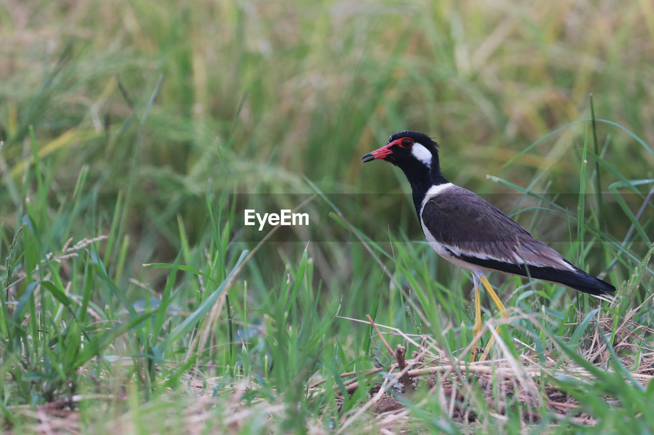 BIRD PERCHING ON GRASS