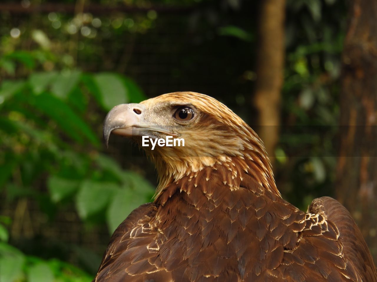 Close-up of a bird looking away