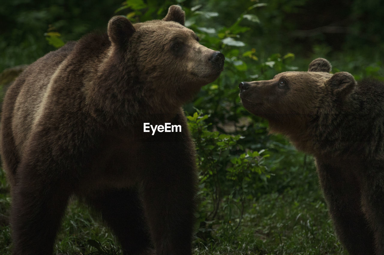 European brown bears in the wild forest.