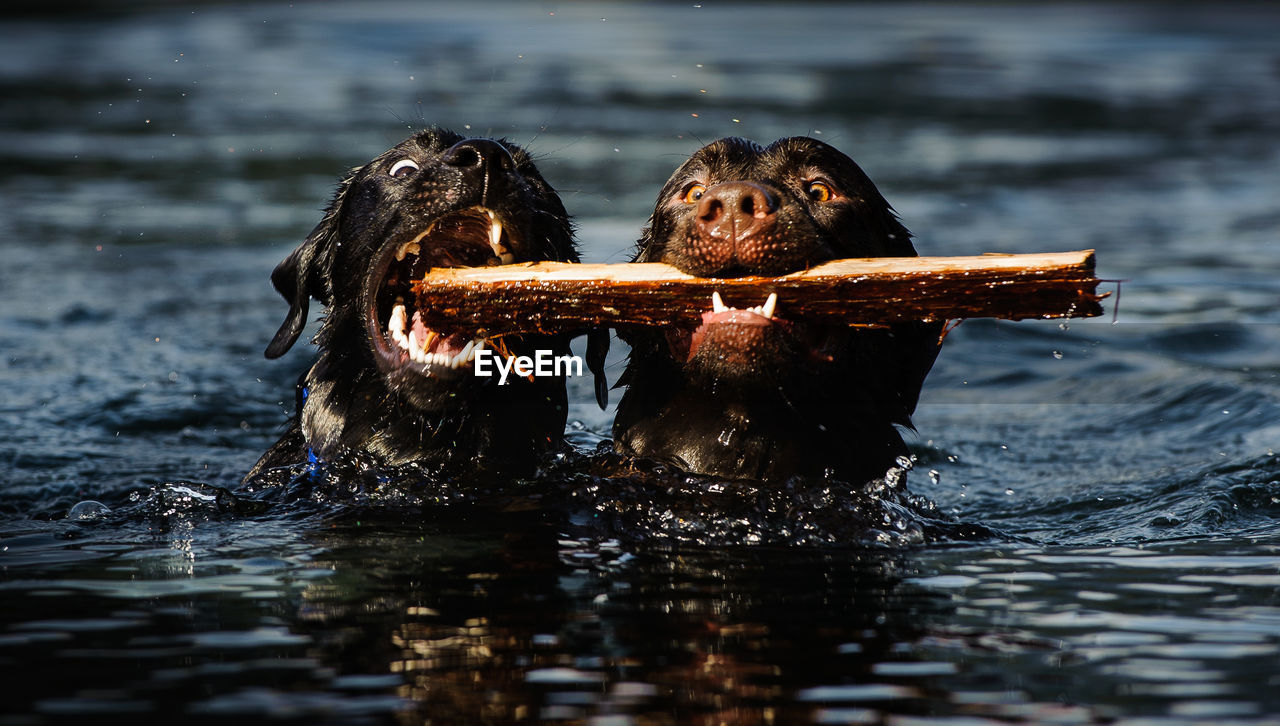 Black dogs holding wood in lake