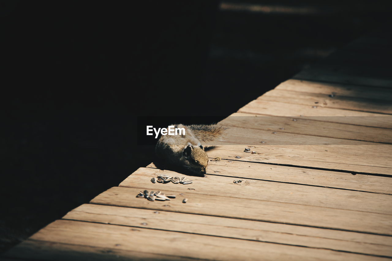 Squirrel on wooden plank