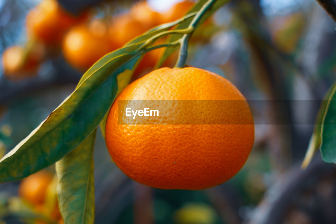 Close-up of oranges growing on tree