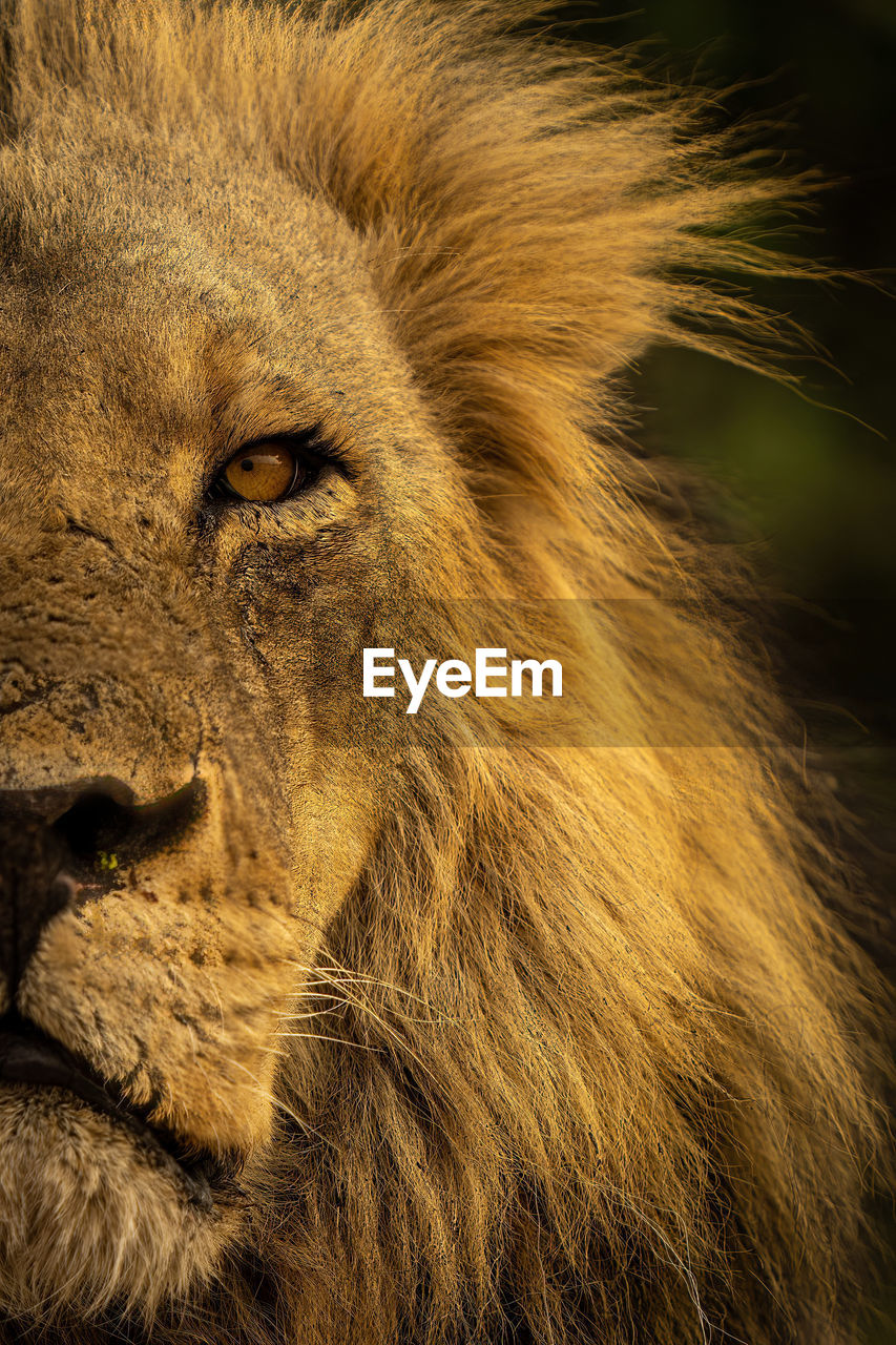 animal, animal themes, mammal, animal wildlife, lion - feline, one animal, feline, wildlife, cat, whiskers, mane, close-up, big cat, felidae, animal body part, masai lion, no people, carnivora, animal head, safari, portrait, looking, looking away, nature, outdoors, carnivore