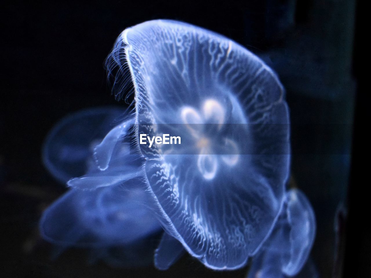 Close-up of jellyfish swimming in sea