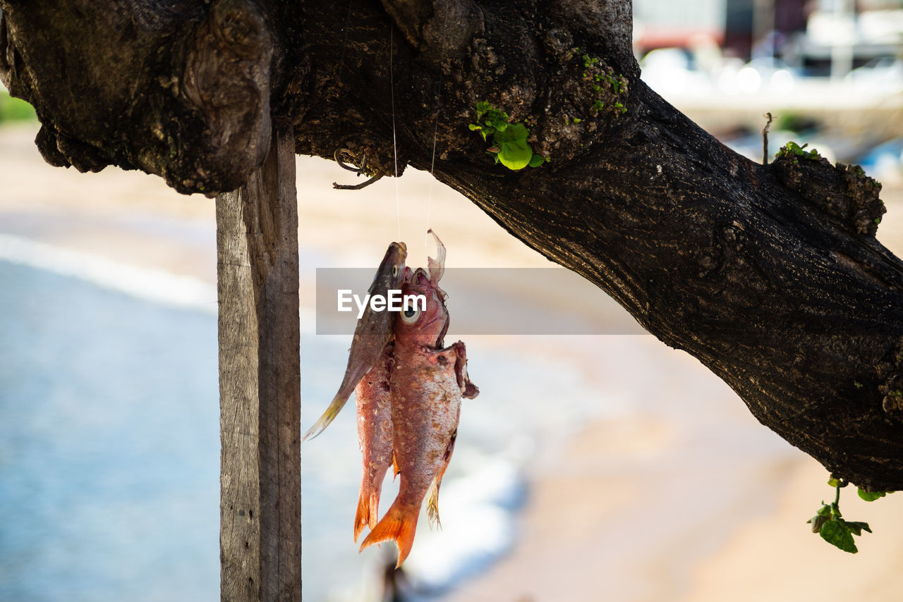animal, animal themes, fish, fishing, nature, hanging, leaf, one animal, tree, food, no people, animal wildlife, food and drink, seafood, tree trunk, trunk, outdoors, spring, wildlife, focus on foreground, water, day, plant, flower