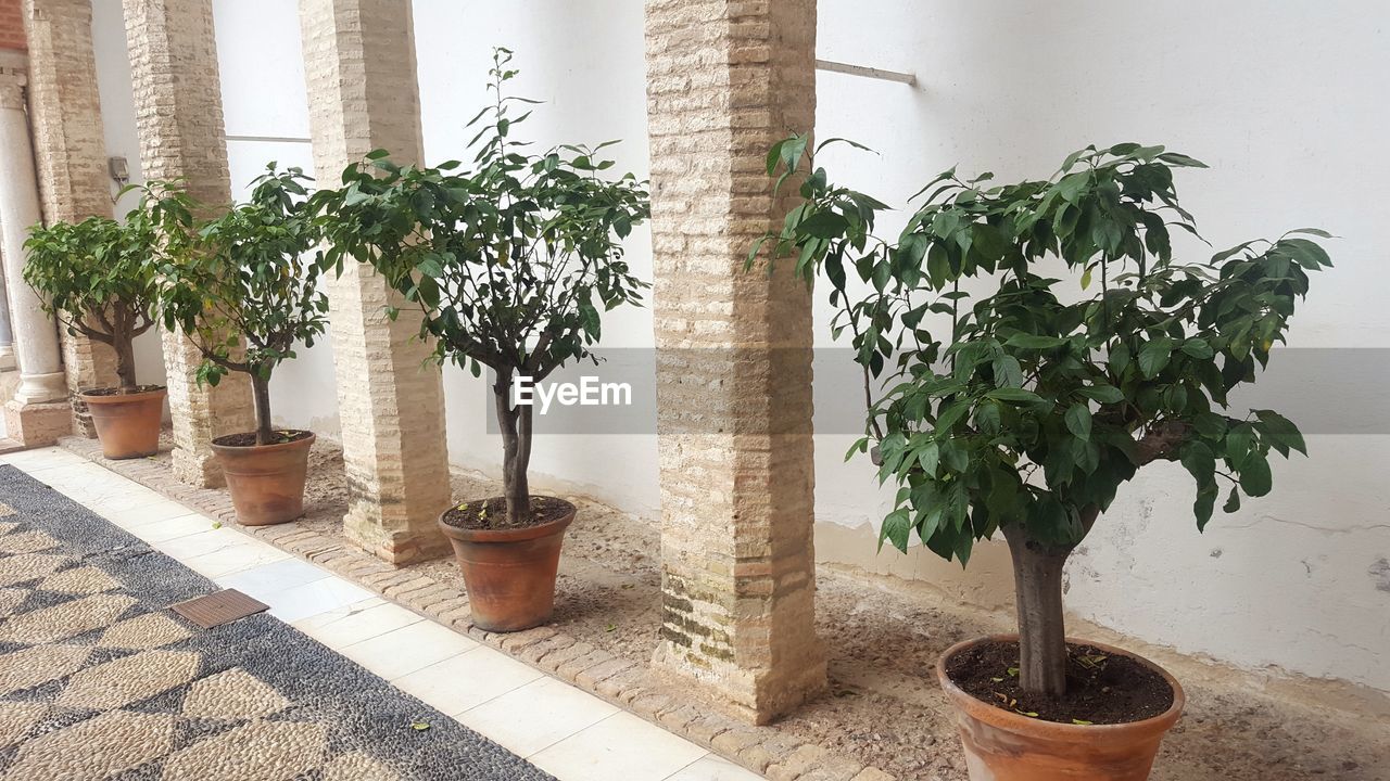 POTTED PLANTS AND TREES IN BUILDING