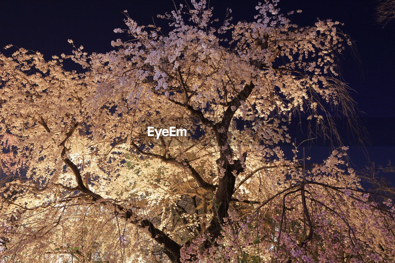 Cherry blossoms at kyoto botanical garden in kyoto