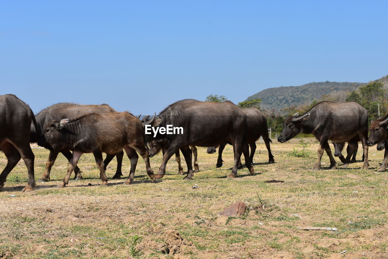 ELEPHANTS ON FIELD AGAINST CLEAR SKY