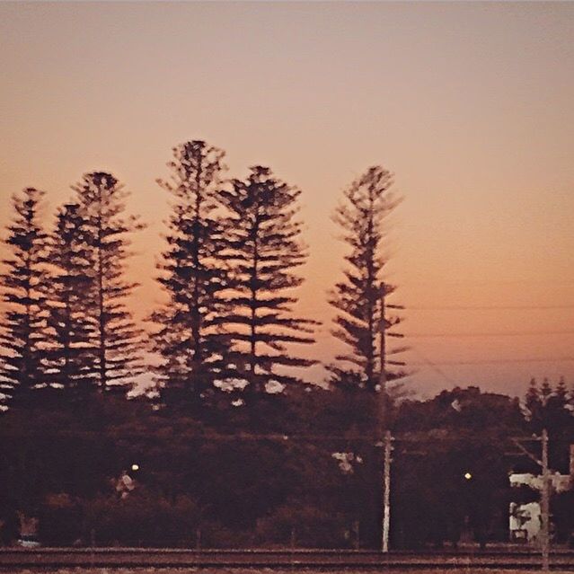 TREES AT SUNSET