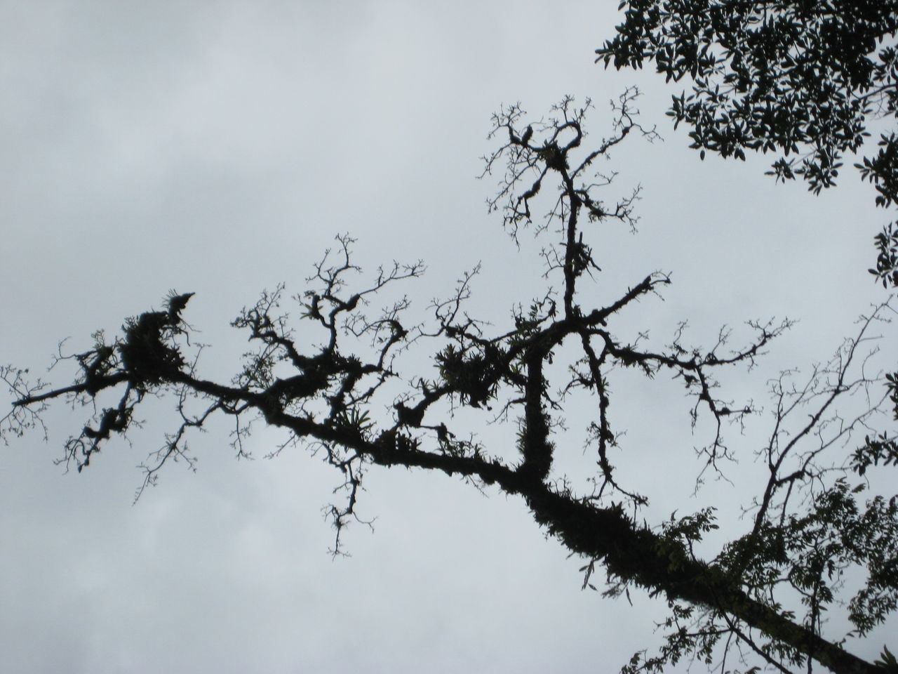 LOW ANGLE VIEW OF TREE BRANCHES AGAINST SKY