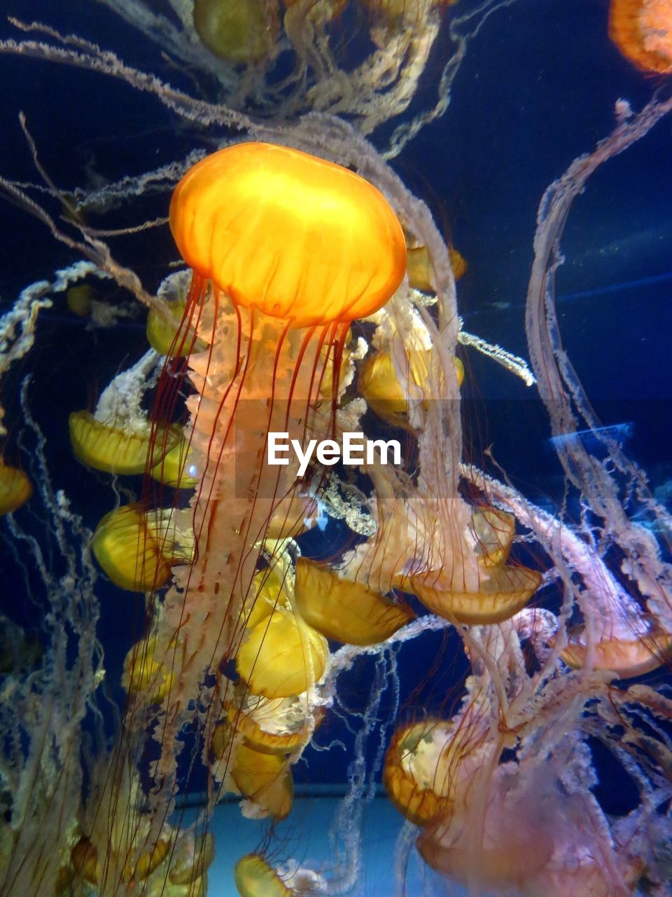 Jellyfish swimming in aquarium