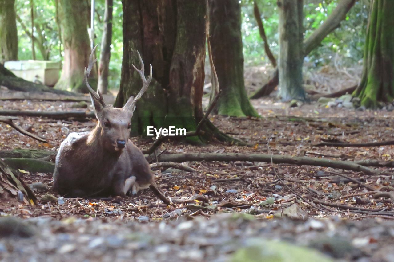 Deer relaxing in forest