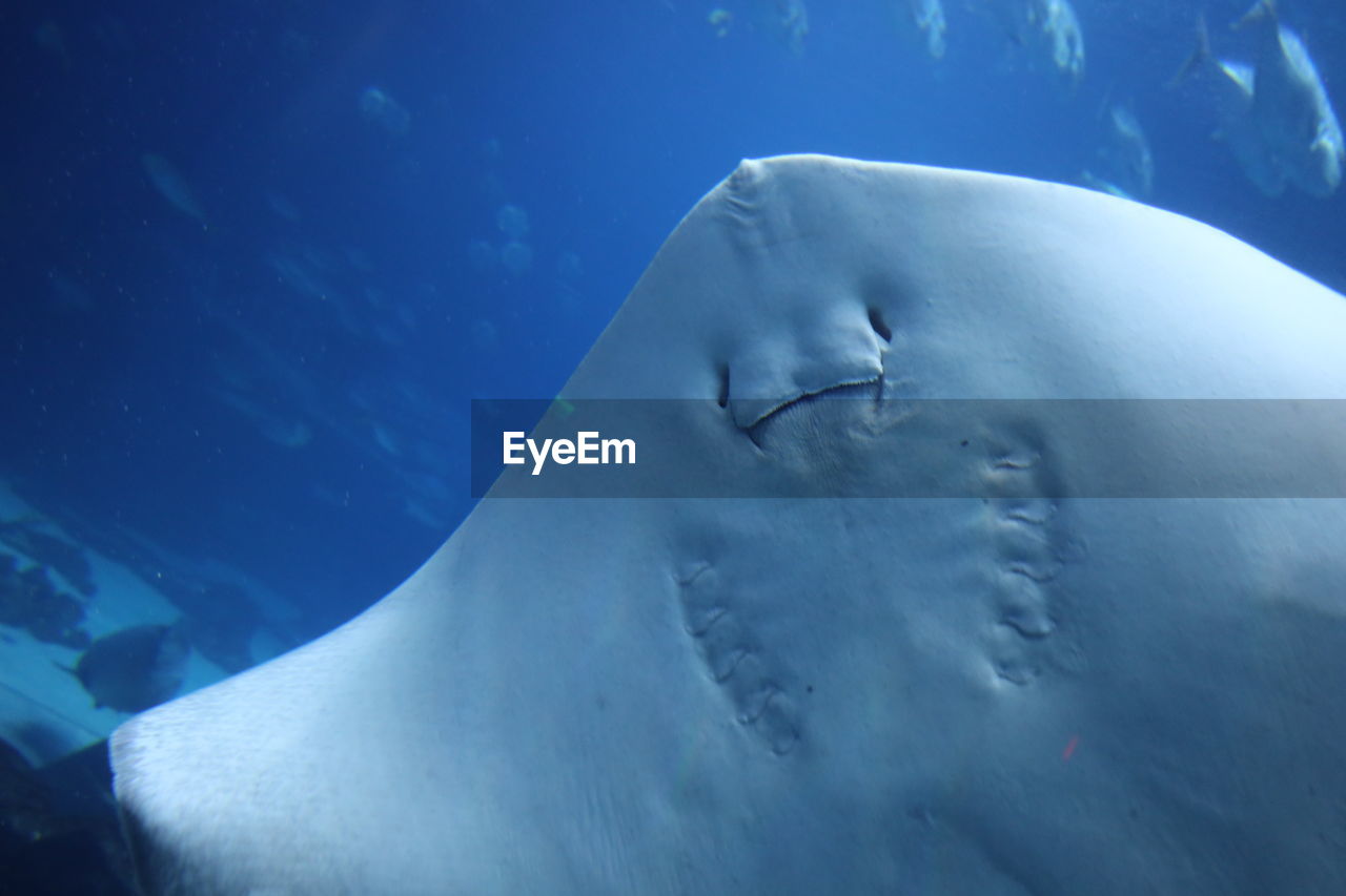 Stingray underside showing their face to say hello